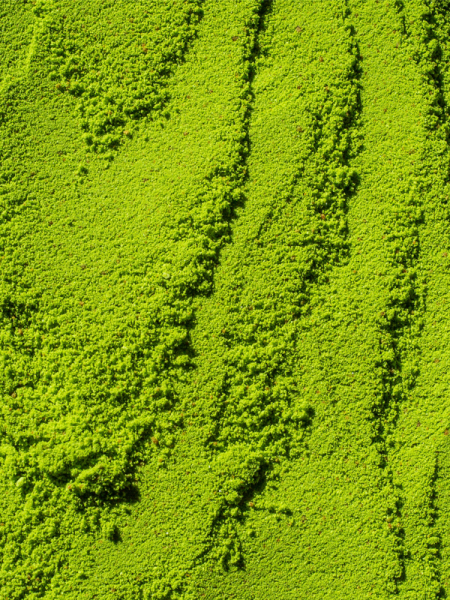 re-feel Матча-латте с коллагеном и кокосовым молоком Coconut Matcha Latte 3 шт фото 1